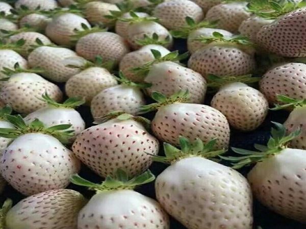 丰香草莓苗抗病能力强，成活率高
