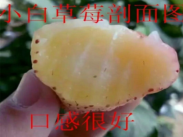 宝交草莓苗新品种