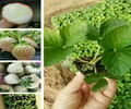 晶玉草莓苗草莓苗栽培技术