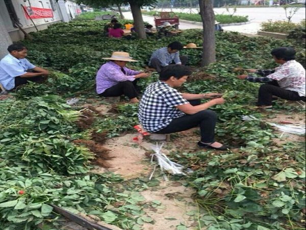 维斯塔尔草莓苗草莓苗技术