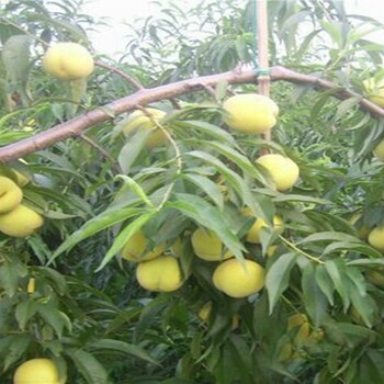 澳洲紅桃樹(shù)矮化嫁接的優(yōu)點(diǎn)