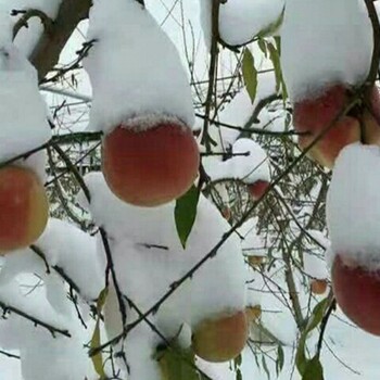 萊山蜜桃樹能運(yùn)輸?shù)奶移贩N