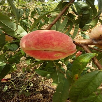 陽山水蜜桃樹種植高產(chǎn)技術(shù)