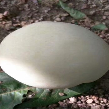 秦王桃樹種植方法