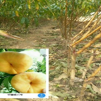 7公分桃樹(shù)種植佳時(shí)期