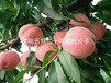 3公分桃树怎么种植