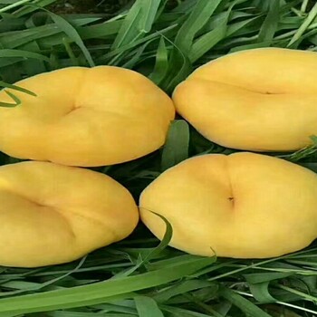 4公分桃樹一畝種植多少支