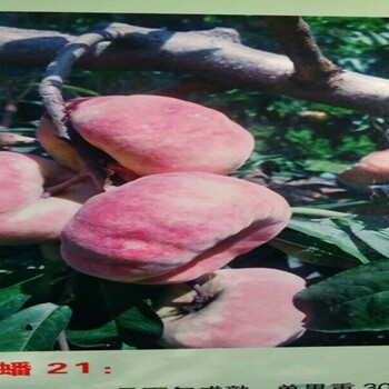 倉(cāng)方早生桃樹可以加工制作的品種