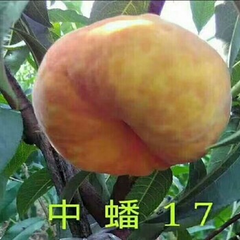 春曦桃樹(shù)一畝種植多少棵佳