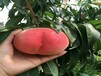 国庆红桃树当年即可挂果，检验品种