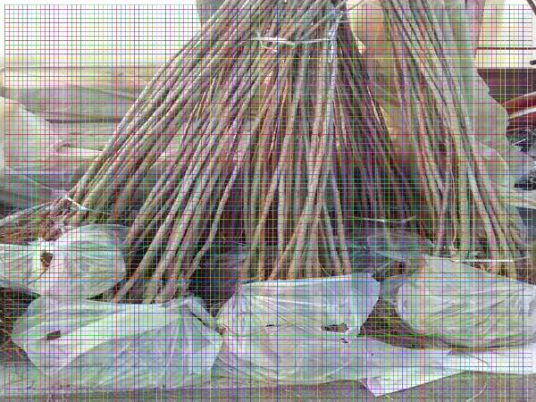 8年櫻桃樹研發(fā)基地，品種