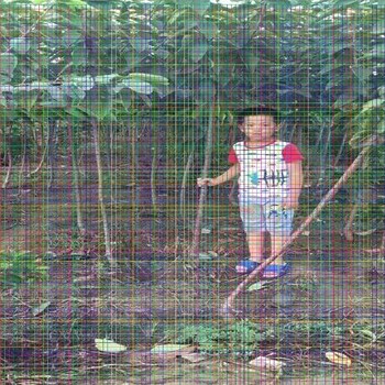 8年櫻桃樹8年櫻桃樹新品種哪里有