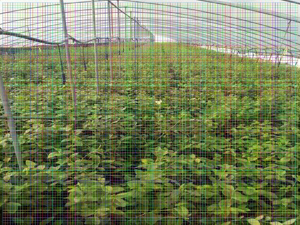8年櫻桃樹(shù)大型種植基地，價(jià)實(shí)貨佳