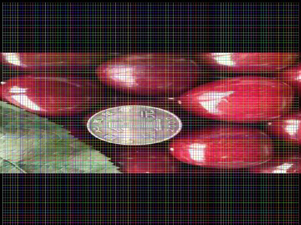 8年櫻桃樹8年櫻桃樹幾年掛果