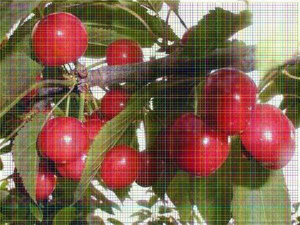 8年櫻桃樹8年櫻桃樹2019年種植流行品種