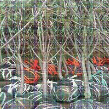 矮化樱桃树苗正宗育苗基地,欢迎实地考察图片