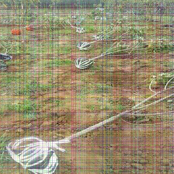 8年櫻桃樹少量種植佳樹形是什么