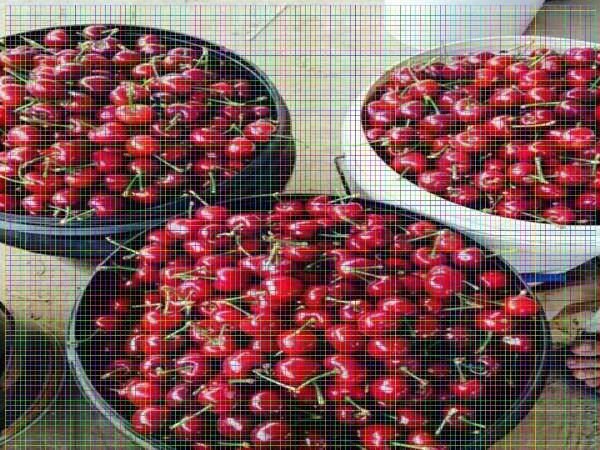 8年櫻桃樹少量種植佳樹形是什么