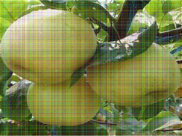库尔勒香梨树苗库尔勒香梨树苗早熟硬肉梨