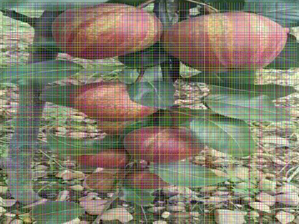 新品种梨树苗梨树苗商品果的梨树苗品种