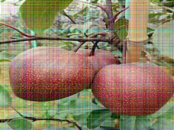 红香酥梨树苗红香酥梨树苗一亩可以种植多少棵