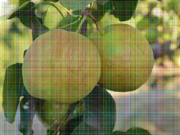 2公分梨树苗结果早的梨树苗品种
