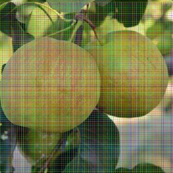 新品种梨树苗梨树苗商品果好的梨树苗品种