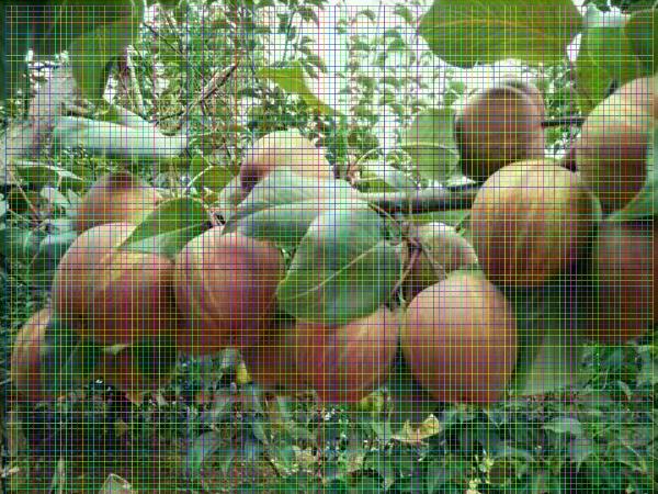 红香酥梨树苗红香酥梨树苗一亩可以种植多少棵
