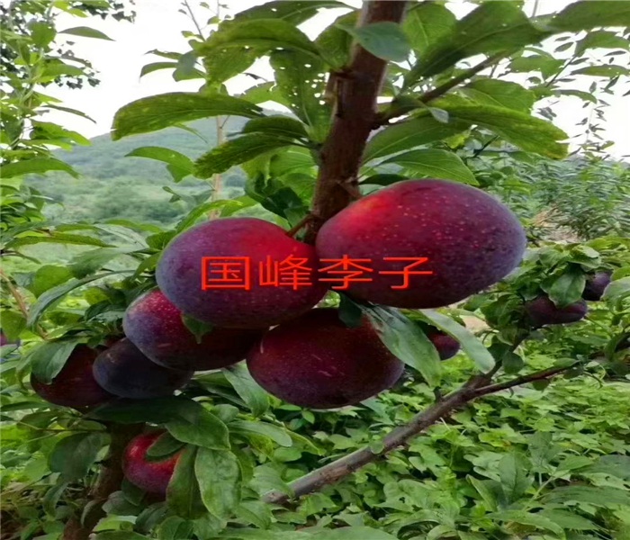 李子苗李子苗，李子苗李子苗1公分李子苗