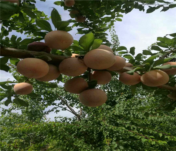 5年生李子苗，5年生李子苗種植方法