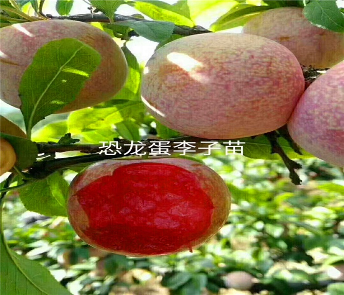 红心李子苗供应