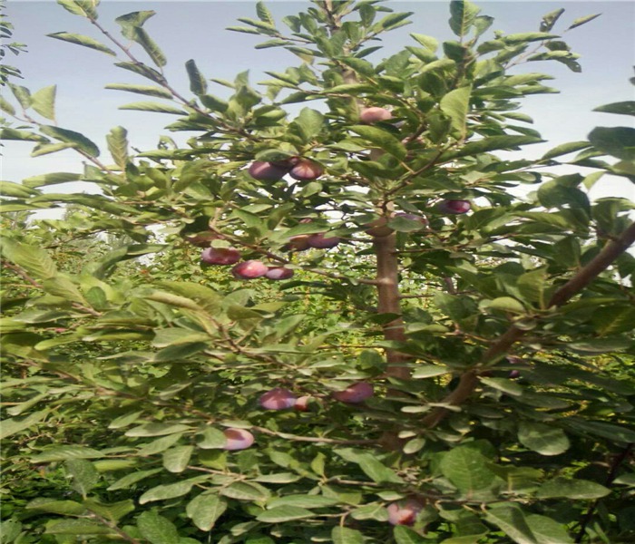 脆紅李子苗，脆紅李子苗新發(fā)現(xiàn)