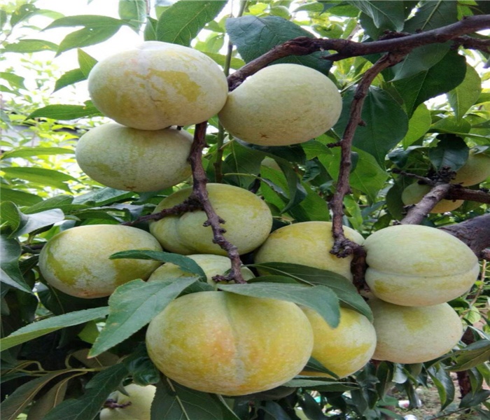 黑寶石李子苗，黑寶石李子苗出售，報(bào)價(jià)