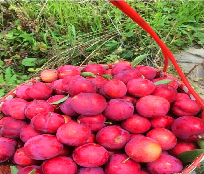 脆紅李子苗，脆紅李子苗新發(fā)現(xiàn)