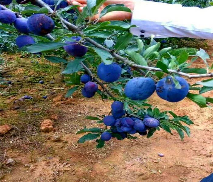 大红袍李子苗基地