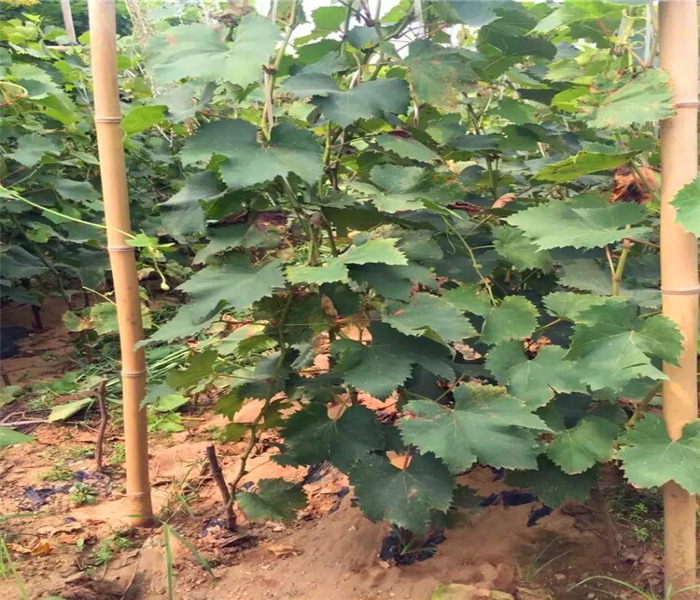 藍寶石葡萄苗，藍寶石葡萄苗葡萄樹嫁接苗