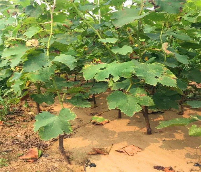 夏黑葡萄苗，夏黑葡萄苗出售，報價