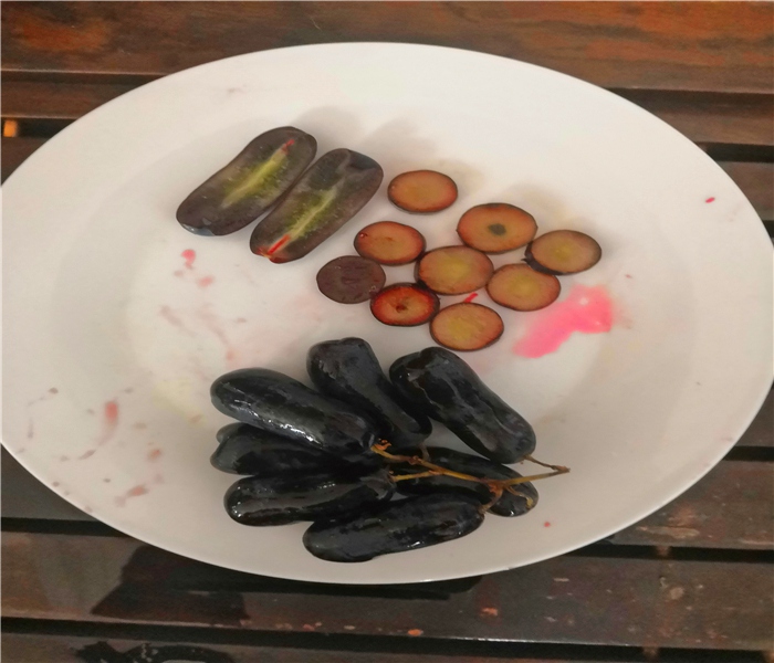 葡萄苗葡萄苗，葡萄苗葡萄苗多少錢一根