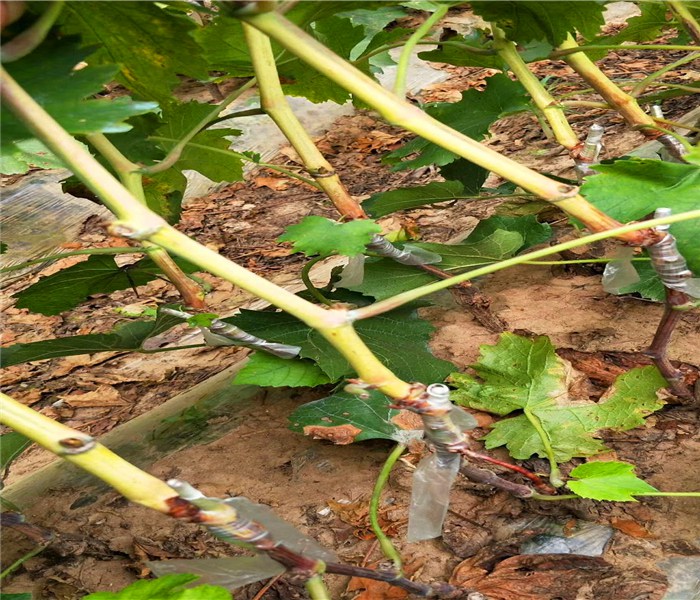 甜蜜蓝宝石葡萄苗，甜蜜蓝宝石葡萄苗建园定植要求