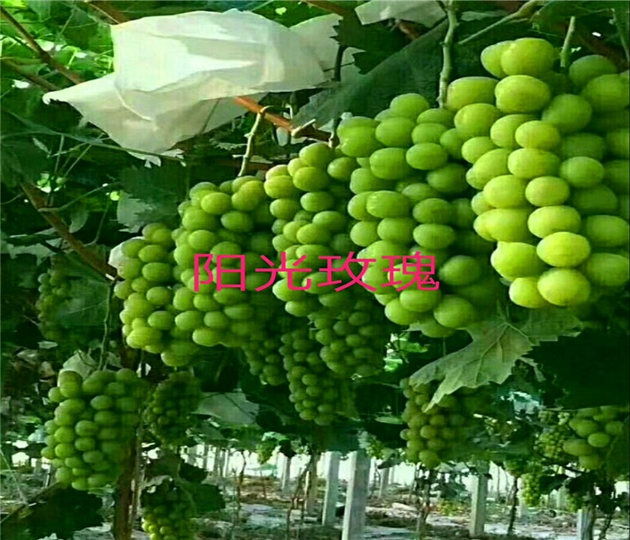 夏黑葡萄苗，夏黑葡萄苗一畝種植多少株