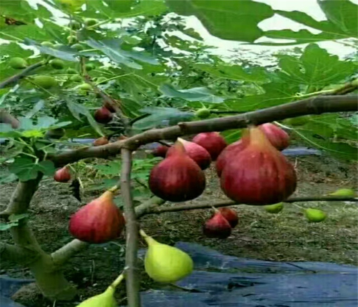 大青皮无花果苗，大青皮无花果苗什么时间种植