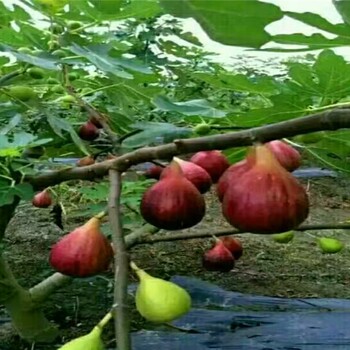 大青皮无花果苗，大青皮无花果苗千亩基地