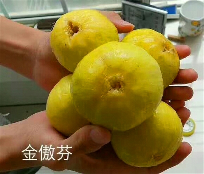 1公分無花果苗，1公分無花果苗如何辨別真假