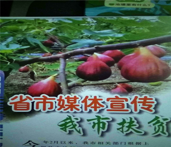大青皮無(wú)花果苗，大青皮無(wú)花果苗味道甜口感好