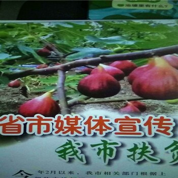目前新品種無(wú)花果苗，目前新品種無(wú)花果苗栽種
