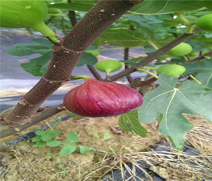 2公分無花果苗，2公分無花果苗致富