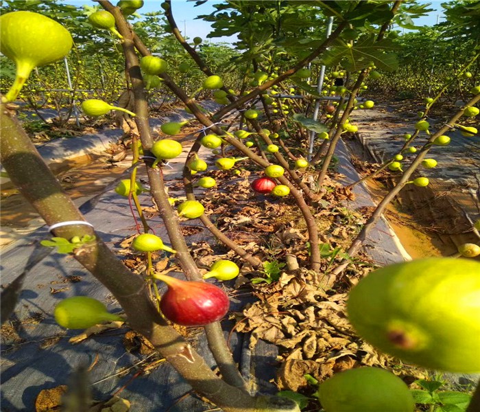 芭劳奈无花果苗，芭劳奈无花果苗优点