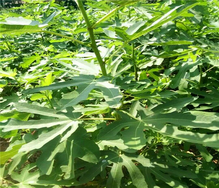 新品種無花果苗，新品種無花果苗介紹大全