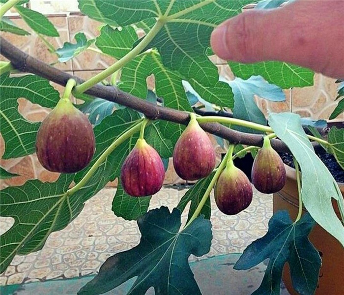 新疆早黃無花果苗，新疆早黃無花果苗種苗