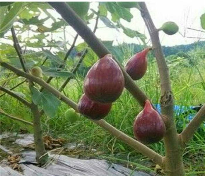 大青皮無花果苗，大青皮無花果苗一畝產(chǎn)多少斤